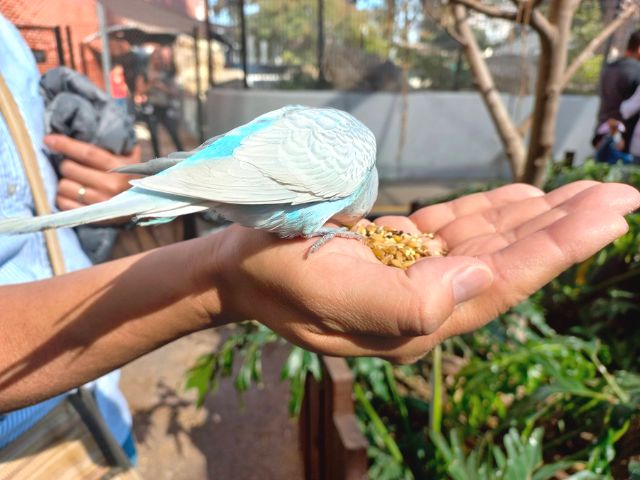 グアダラハラ水族館の鳥餌やり体験
