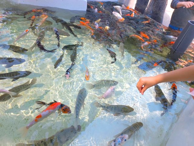 グアダラハラ水族館の魚餌やりコーナー